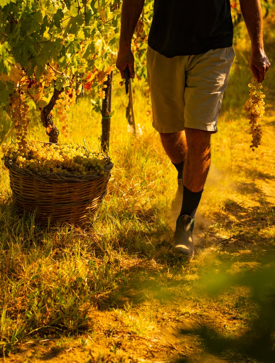 Visita in campagnola ai vigneti di EOLIA